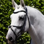 PREMIER EQUINE Glorioso Grackle Başlık Siyah