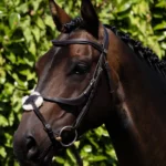 PREMIER EQUINE Glorioso Grackle Başlık Kahverengi