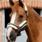 PREMIER EQUINE Techno Yün Astarlı Yular -- Siyah