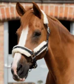 PREMIER EQUINE Techno Yün Astarlı Yular -- Siyah