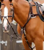 PREMIER EQUINE 5 Nokta Göğüs Zırhı Full Boy Kahve Rengi - Görsel 2