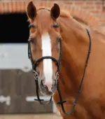 PREMIER EQUINE Altare Dizginleri Siyah - Görsel 6