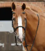 PREMIER EQUINE Caloveto Dizgin Siyah - Görsel 4