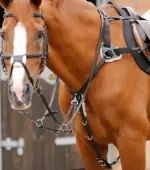 PREMIER EQUINE 5 Nokta Göğüs Zırhı Siyah Full Boy - Görsel 4