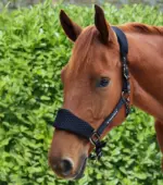 PREMIER EQUINE Necto 3D Mesh Yular ve Yular İpi Siyah - Görsel 6