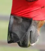 PREMIER EQUINE Comfort Tech Likralı Sinek Maskesi Xtra Kırmızı - Görsel 5