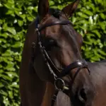PREMIER EQUINE Artana Başlık -- Kahverengi -- Cob Boy