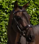 PREMIER EQUINE Artana Başlık -- Kahverengi -- Cob Boy